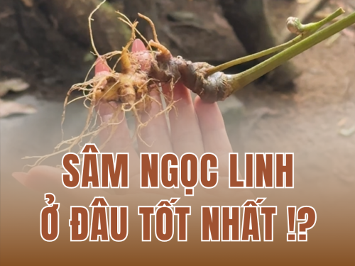 Sự thật về sâm Ngọc Linh: Có bao nhiêu người đang bị “lừa” mà không biết?